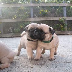 two pug puppies playing with each other outside