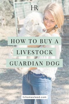 blonde woman farmer holding a white great pyrenees livestock guardian dog puppy in a goat pen. How to buy a livestock guardian dog. hrhomestead.com Livestock Guardian Dog House, Witchy Homestead, Fiber Farm, Farming Tips, Goats And Sheep, Animal Farming