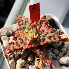 there is a small potted plant with rocks in it