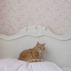 an orange and white cat sitting on top of a bed next to a pink flowered wallpaper