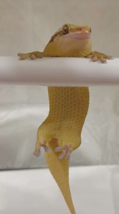 a small yellow gecko sitting on top of a white table