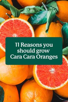 a pile of oranges with the words 11 reason you should grow carica oranges