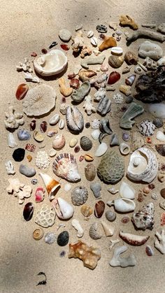 various seashells are arranged in a circle on the sand