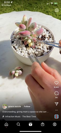 someone is using scissors to cut the flowers out of their potted succulents