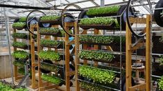 an indoor greenhouse with many plants growing in the planter trays and hanging from metal bars