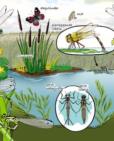 the life cycle of an insect in a pond with water and grass, including two large bugs