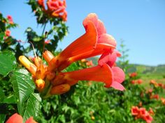 Orange Trumpet Climbing Vine 4' in Pot - Etsy Orange Trumpet Vine, Campsis Radicans, Trumpet Creeper, Creepers Plants, Fast Growing Vines, Hummingbird Plants, Pollinator Plants, Growing Vines