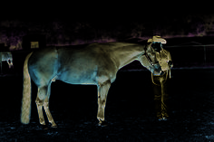 a man standing next to a horse in the dark