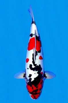 a fish that is swimming in the water with red and black spots on it's body