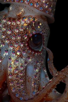 an octopus with lots of colorful lights on it's face