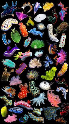 an image of many different types of sea animals