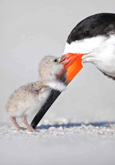 a magazine cover with an image of a mother bird feeding her baby