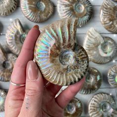 a hand holding a small shell in front of many other seashells on display