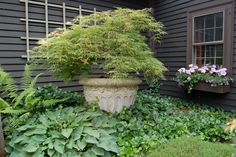 a large potted plant sitting on top of a lush green field next to a house