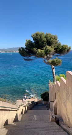 stairs leading down to the ocean with trees growing out of them and blue water in the background