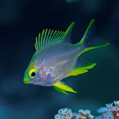 a blue and yellow fish swimming in an aquarium with corals on the bottom side