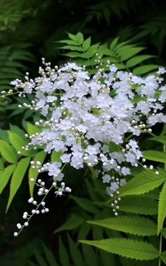 some white flowers and green leaves on a sunny day