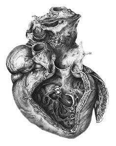 the human heart is shown in this black and white drawing, it shows an open ventula