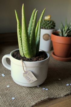 three potted plants on a table with a price tag attached to the planter