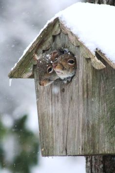 two squirrels are peeking out of a birdhouse in the snow