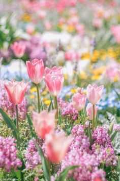 many pink and white flowers in a field