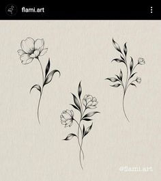 three flowers that are drawn in black and white ink on a piece of parchment paper