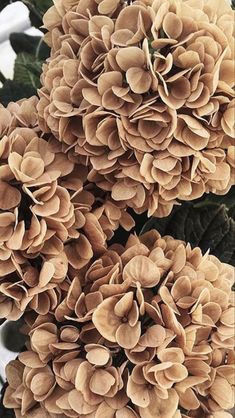 a bunch of brown flowers sitting on top of a plant