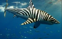 a zebra swims in the water near some fish