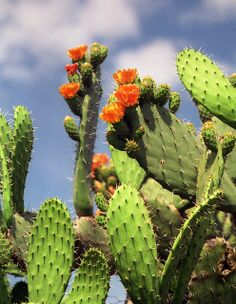 some very pretty cactus plants with bright orange flowers on their heads and green leaves against a blue sky with wispy clouds in the background