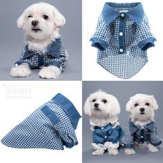 four different pictures of a dog dressed up in blue and white plaid shirts with matching collars