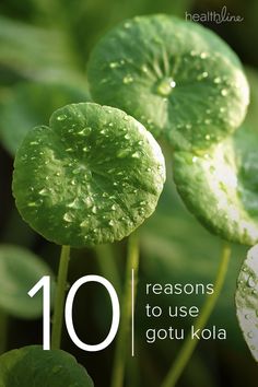 green leaves with water drops on them and the words 10 reasons to use gotu kola