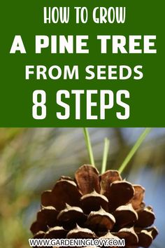 a pine cone with the words how to grow a pine tree from seeds 8 steps