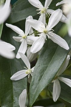 some white flowers with green leaves in the background