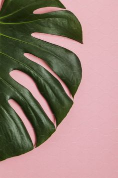 a large green leaf laying on top of a pink surface