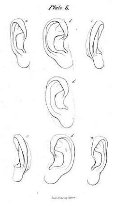 the different types of ear shapes