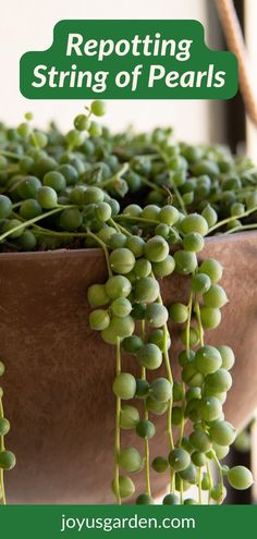 a potted plant with green seeding on it and the words repotting string of pearls