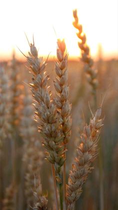 the sun is shining on some tall grass