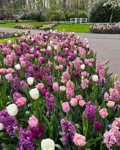 many pink and white flowers are in the middle of a flower bed with green grass