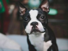 a small black and white dog sitting on top of a couch