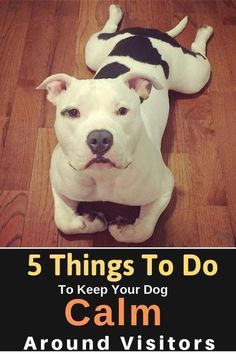 a white dog laying on top of a wooden floor with the words 5 things to do to keep your dog calm around visitors