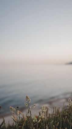 the grass is growing next to the beach and water in the backgroung