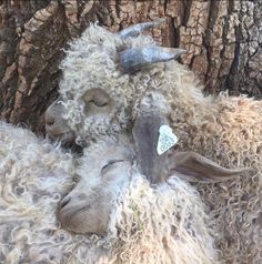 two sheep are curled up next to each other in front of a tree with its eyes closed