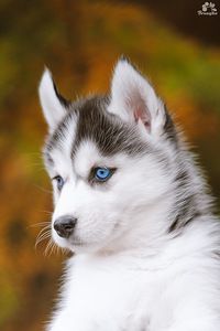 a husky dog with blue eyes sitting on the ground in front of some grass and trees