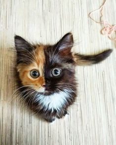 a small kitten with blue eyes sitting on top of a wooden floor next to a string