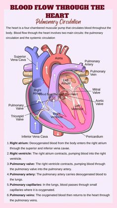 the diagram shows how blood flow through the heart is different than in other parts of the body