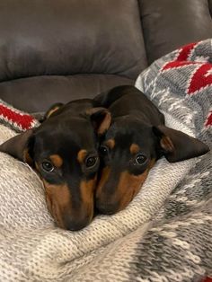 a brown and black dog laying on top of a couch covered in a blanket next to a pillow