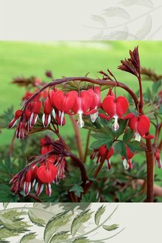 the red flowers are blooming in the garden