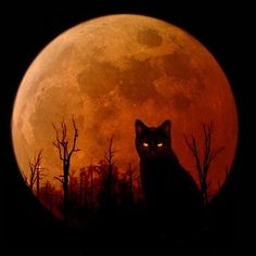 an image of a cat in front of a full moon with the caption pinterest