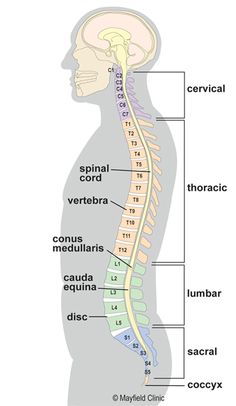 the nervous system is shown in this diagram, and shows the location of the peripheral cord