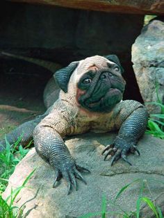 a small dog sitting on top of a rock next to some grass and the caption says, am i cute or crazy?